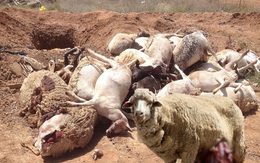 500 con cừu bị giết, 'hung thủ' chỉ lấy thận và cuộc truy lùng 6 năm 'Hannibal Lecter'