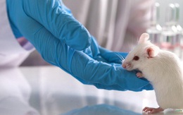 Đài Loan: Nghi vấn nữ nhân viên phòng thí nghiệm mắc COVID-19 vì bị chuột cắn