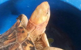 Cá thể rùa quý hiếm có tên trong Sách Đỏ "đi lạc" vào nhà dân