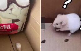 Clip: Đặt mua đồ ăn trên mạng, mở hộp ra thấy nguyên chú hamster đang hồn nhiên phóng uế