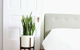 10 loại cây cực thích hợp đặt trong phòng ngủ, vừa trang trí vừa tốt cho sức khỏe