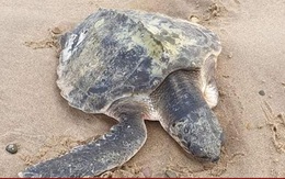 Rùa biển quý hiếm nhất thế giới dạt vào bãi biển xứ Wales sau cơn bão Arwen
