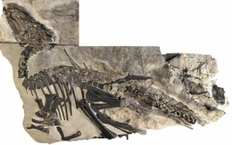 Một đàn khủng long hóa thạch tại Ý