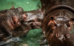 Lần đầu tiên trên thế giới ghi nhận hà mã mắc COVID-19