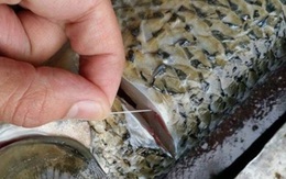 Mổ cá chép, chỉ cần rút bỏ sợi dây này đảm bảo cá bớt tanh