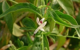 Phòng Covid-19, chị em mách nhau sắc xuyên tâm liên uống, bác sĩ khuyến cáo gì?