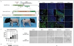 Trung Quốc phát triển mô hình nhiễm Covid-19 hỗ trợ điều trị, nghiên cứu vaccine và thuốc