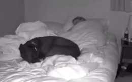 Luôn thức dậy với tư thế kỳ lạ khi ngủ chung với chó cưng, cô gái lắp camera mới biết chính mình là "thủ phạm" còn con vật thì ngoan ơi là ngoan