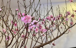 Nhà đầu tư sẽ được hái lộc đầu xuân Tân Sửu?