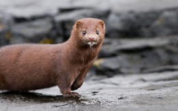 Ba Lan phát hiện trường hợp đầu tiên chồn mắc Covid-19