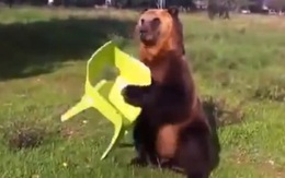 Hai du khách Nga đấm ngất gấu trong công viên Quốc gia vì tưởng là bảo vệ đi soát vé