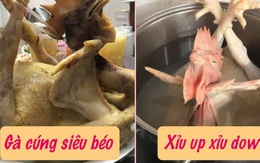 Luộc mãi con gà cúng không xong vì quá béo, khổ chủ còn làm dân mạng thắc mắc: Sao cái cổ thâm đen thế kia?