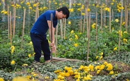 Nông dân Tây Tựu nuốt nước mắt, nhổ hoa vứt bỏ đầy đồng vì ế không bán được