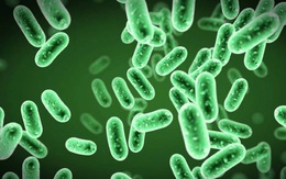 Tiềm năng của probiotics trong điều trị COVID-19