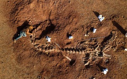 [ẢNH] Kho tàng xương khủng long mắc kẹt ở sa mạc Sahara vì dịch Covid-19