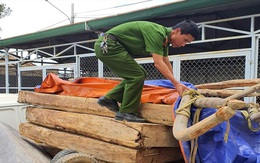 Công an bắt lâm tặc, chủ rừng muốn giành công