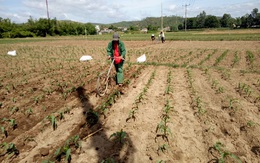 Ra đồng phòng trừ sâu keo mùa thu