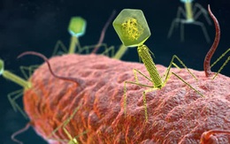 Phát hiện 70.000 loại virus chưa từng biết tới trong ruột con người
