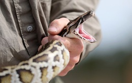 Loài trăn có thể giúp ích gì cho việc điều chế vaccine COVID-19?