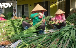 Giá rẻ không ai mua, người trồng hoa lay ơn Lâm Đồng lao đao