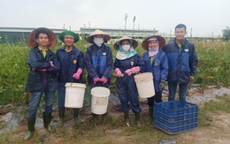 Vua Mít trong tâm dịch: 200 công nhân ở lại nông trại xuyên Tết, giám đốc xuống vườn trồng trọt