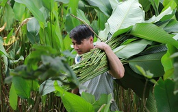 Những ngày bận rộn nhất trong năm của làng lá dong Tràng Cát