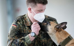 Đức huấn luyện chó đánh hơi chính xác 94% ca mắc COVID-19