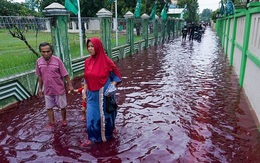 Indonesia: "Dòng lũ máu" nhấn chìm một ngôi làng