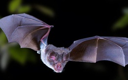 Virus Corona ở dơi móng ngựa - chìa khóa giúp làm sáng tỏ nguồn  gốc Covid-19?