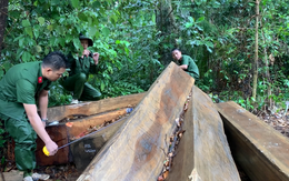 Lại phát hiện vụ phá rừng lớn, thu gần 40m3 gỗ ở Đắk Lắk