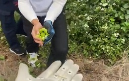 Toàn các "đại gia" nhưng vào sân golf nhìn thấy táo dại cũng không nhịn được liền ùa ra vặt như thời tuổi thơ