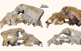DNA 360.000 năm tuổi đã hé mở ánh sáng mới về lịch sử tiến hóa của gấu hang động
