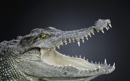 Kỳ lạ cá sấu không hề có sự thay đổi đáng kể trong vòng 200 triệu năm qua