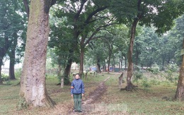Khám phá rừng lim độc đáo, hơn nghìn năm tuổi tại Hà Nội