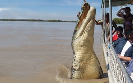 Bắt được cá sấu dài hơn 4m, người dân tá hỏa phát hiện điều kinh hoàng trong bụng "con quái thú"