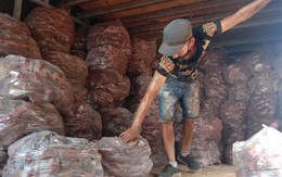 Trồng khoai lang Nhật lãi cả trăm triệu đồng/ha