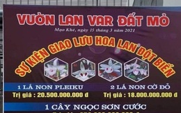 Yêu cầu người bán hoa lan đột biến phải kê khai, nộp thuế