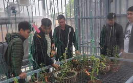 Thực hư lan đột biến giá 250 tỉ đồng