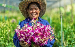 Nghịch lý 'chơi lan': Nơi bán tiền tỷ, nơi vứt bỏ vì ế không ai mua