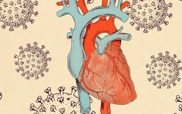 Khoảng 3/4 bệnh nhân COVID-19 có những con virus trong tim mình