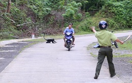 Dùng súng phi tiêu gây mê, bắt đàn voọc hung dữ tấn công gần 20 người