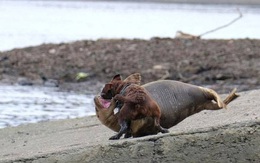 Cái chết của chú hải cẩu 9 tháng tuổi khiến nước Anh thương tiếc: Bị chó dữ "nhà giàu" tấn công dữ dội tạo nên cảnh hiện trường đẫm máu