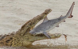 Kinh ngạc cảnh cá sấu quái vật nặng 700kg nuốt chửng cá mập