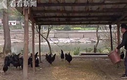 Mua 300 con gà mái giống trên nền tảng Taobao, sau thời gian nuôi người chủ nhận được một đàn gà trống