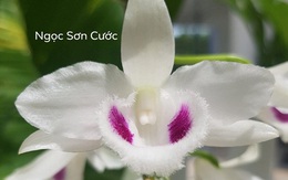 Choáng váng với lan đột biến