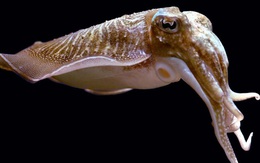 Các nhà khoa học bất ngờ vì mực nang có thể vượt qua bài kiểm tra nhận thức của con người