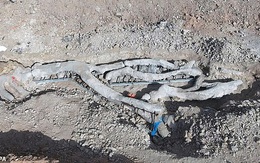 Phát hiện kinh ngạc cây hóa thạch 20 triệu năm tuổi còn nguyên cả cành, rễ