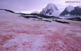 "Tuyết dưa hấu" lại xuất hiện, Nam Cực chìm trong màu đỏ
