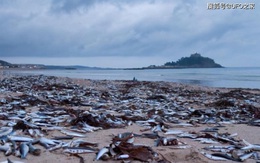 Sau trận động đất, cá chết hàng loạt xuất hiện ở bờ biển của Nhật Bản, chuyện gì sắp xảy ra?