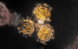 Điều gì sẽ xảy ra khi một người nhiễm tới 2 biến thể COVID-19?